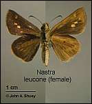 [leucone-1f.jpg]