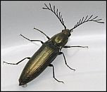 [pectinicornis-2ma.jpg]