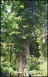 [sempervirens-1.jpg]